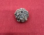 Rudraksha